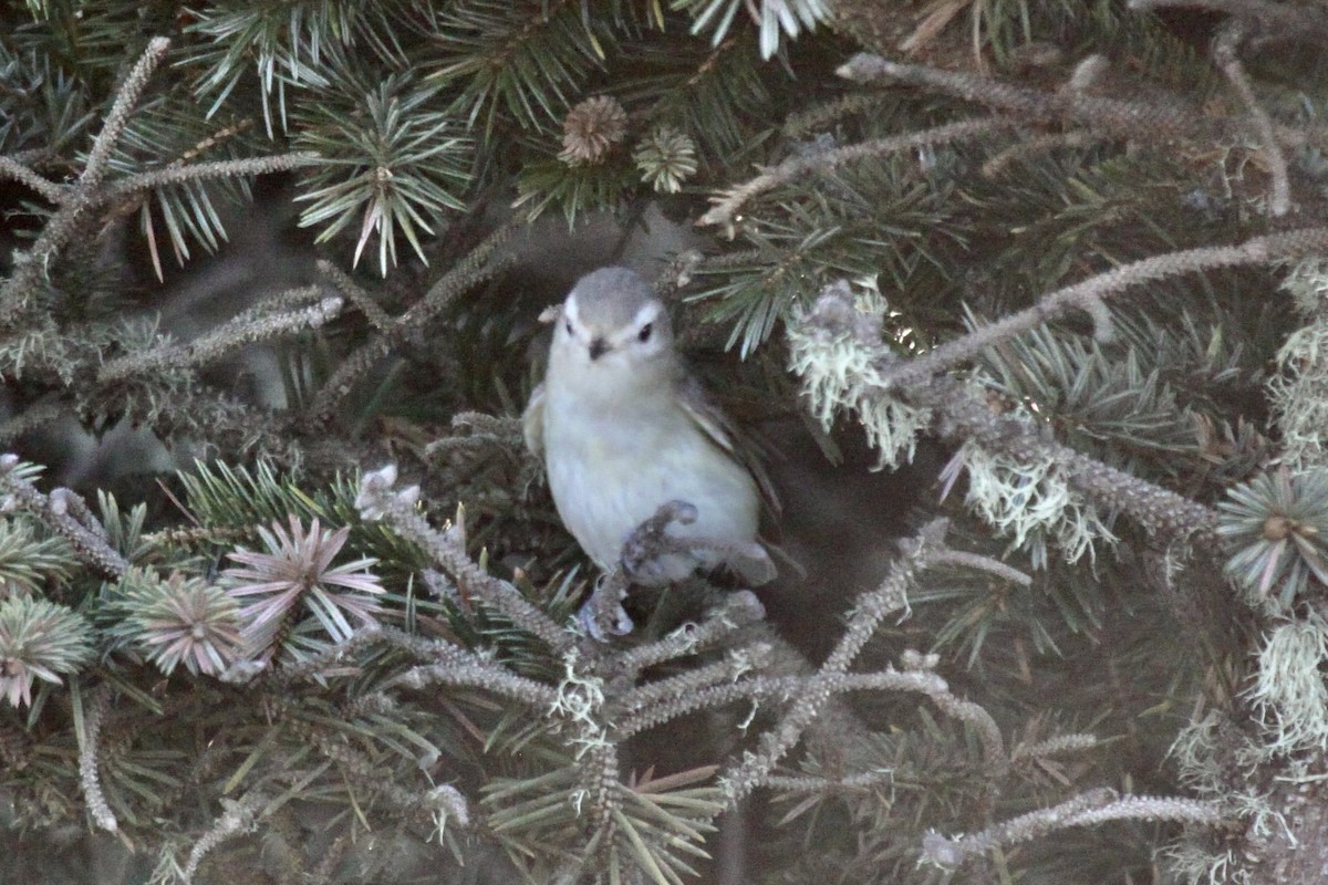 Warbling Vireo - ML575193381
