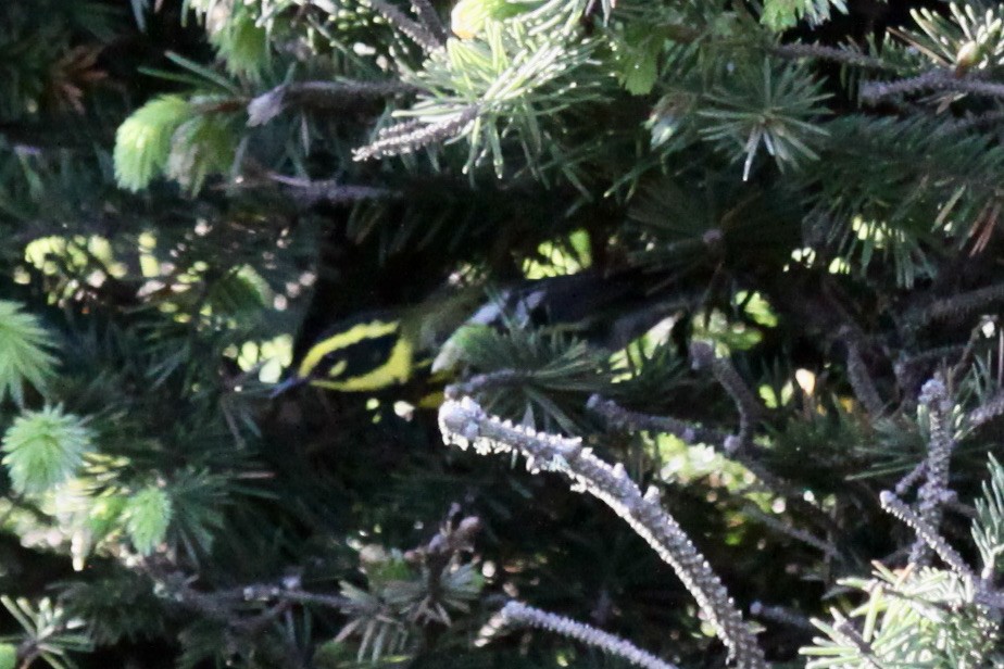 Townsend's Warbler - ML575193601