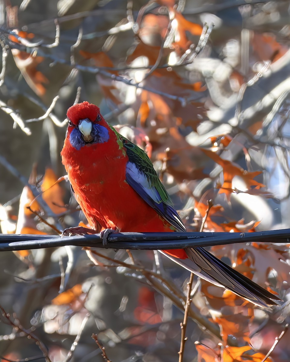 Crimson Rosella - ML575194951