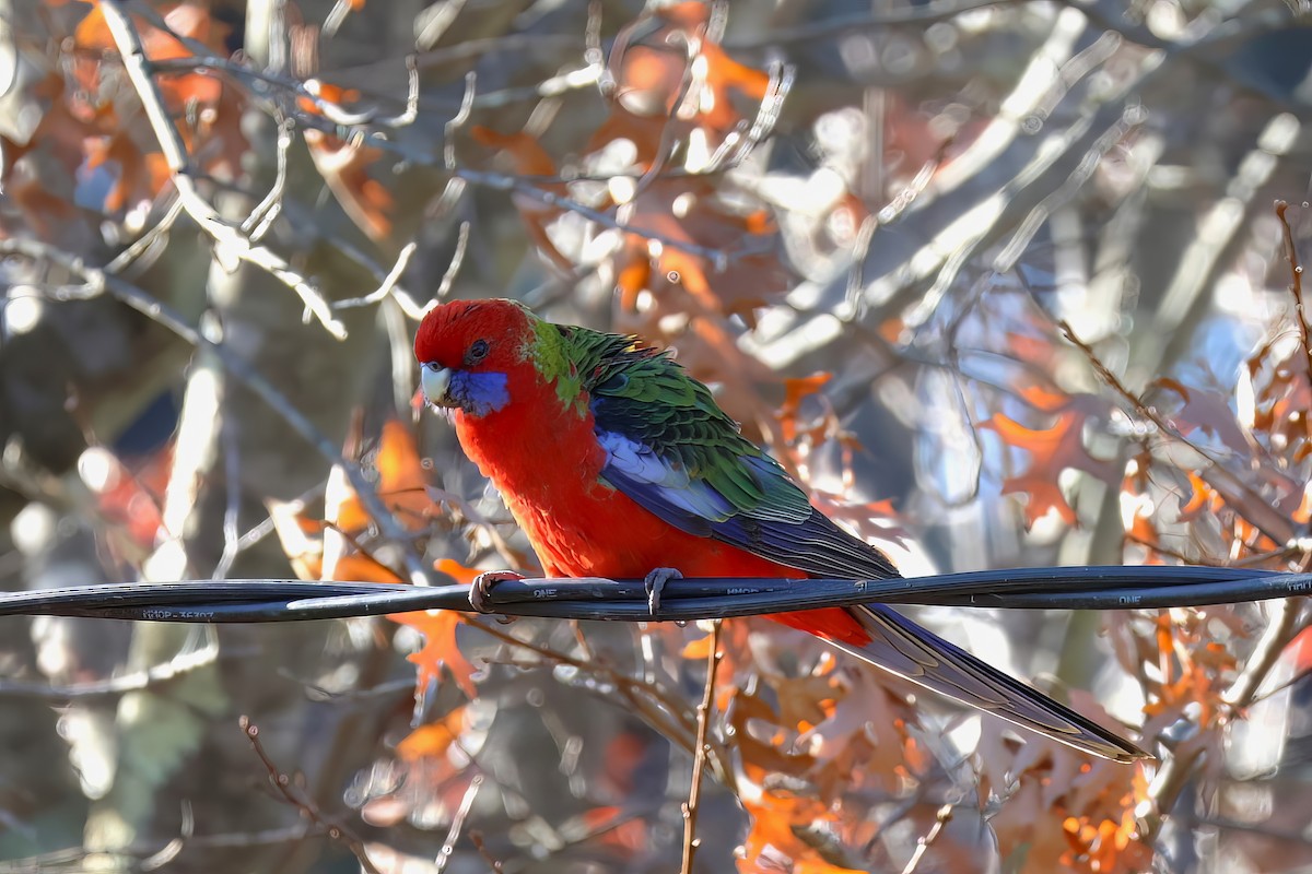 Crimson Rosella - ML575194961