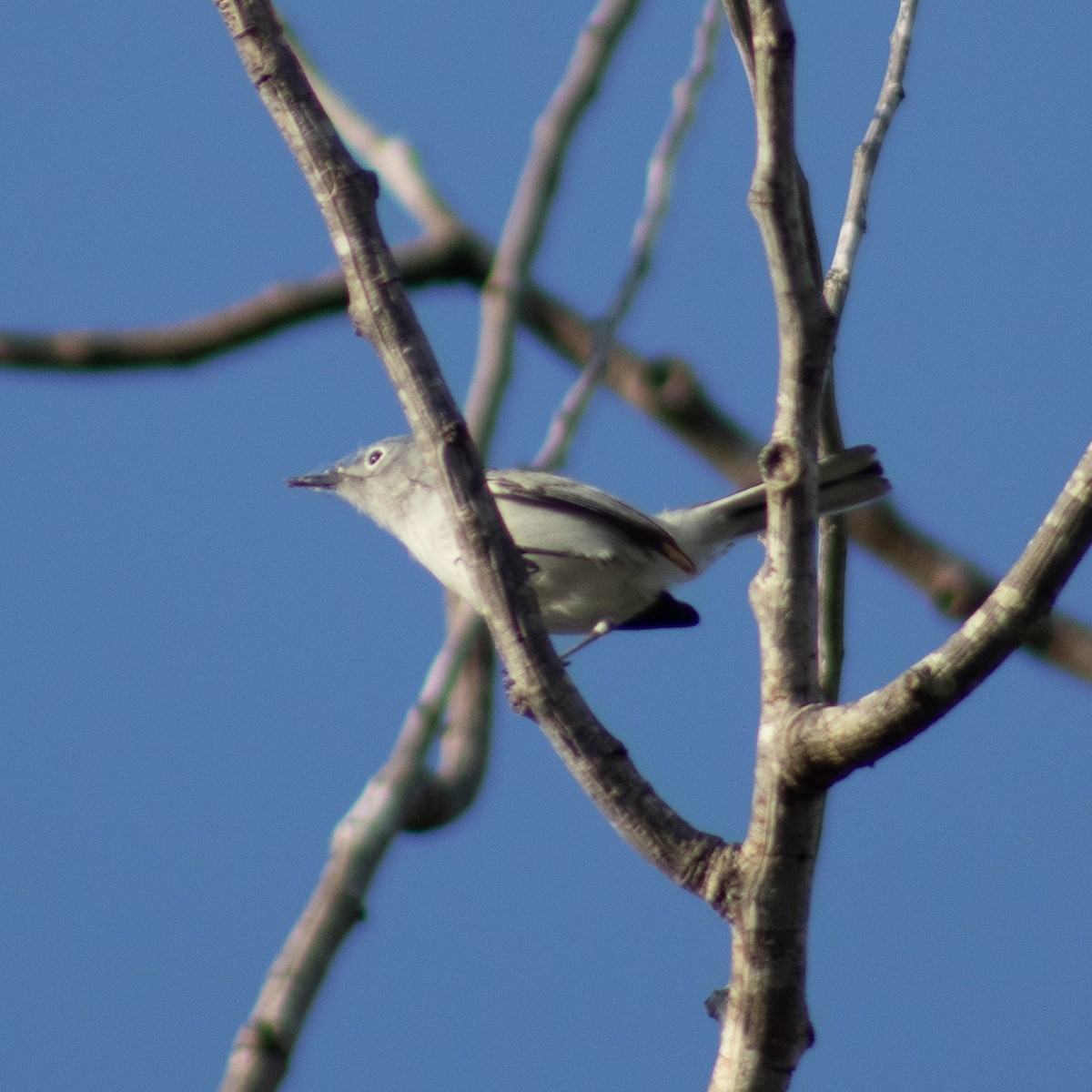 Blue-gray Gnatcatcher - ML575198061