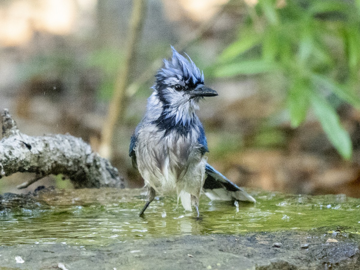 Chara Azul - ML575199931