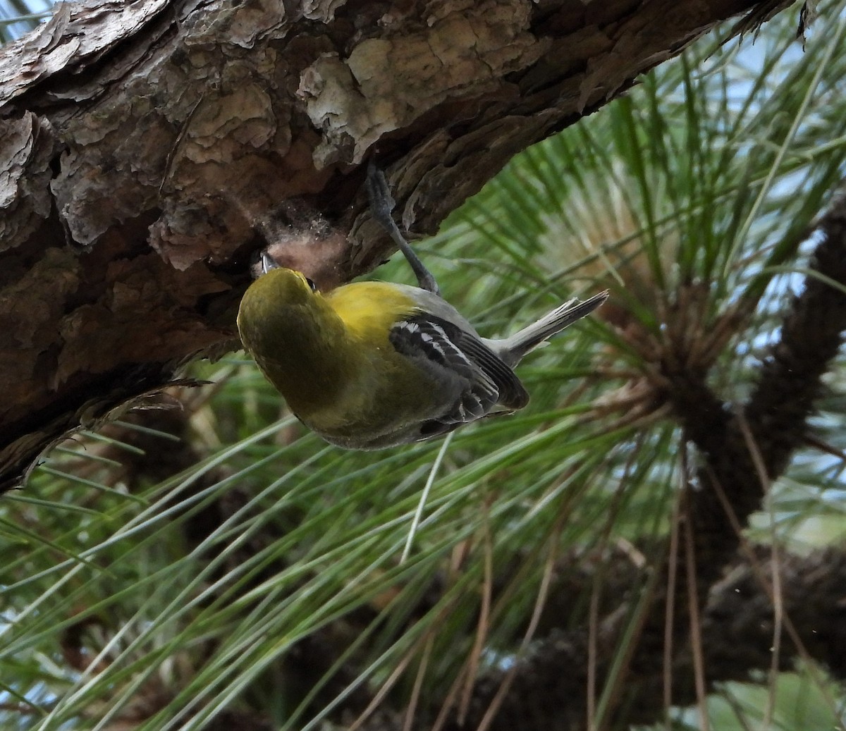 Yellow-throated Vireo - ML575200191