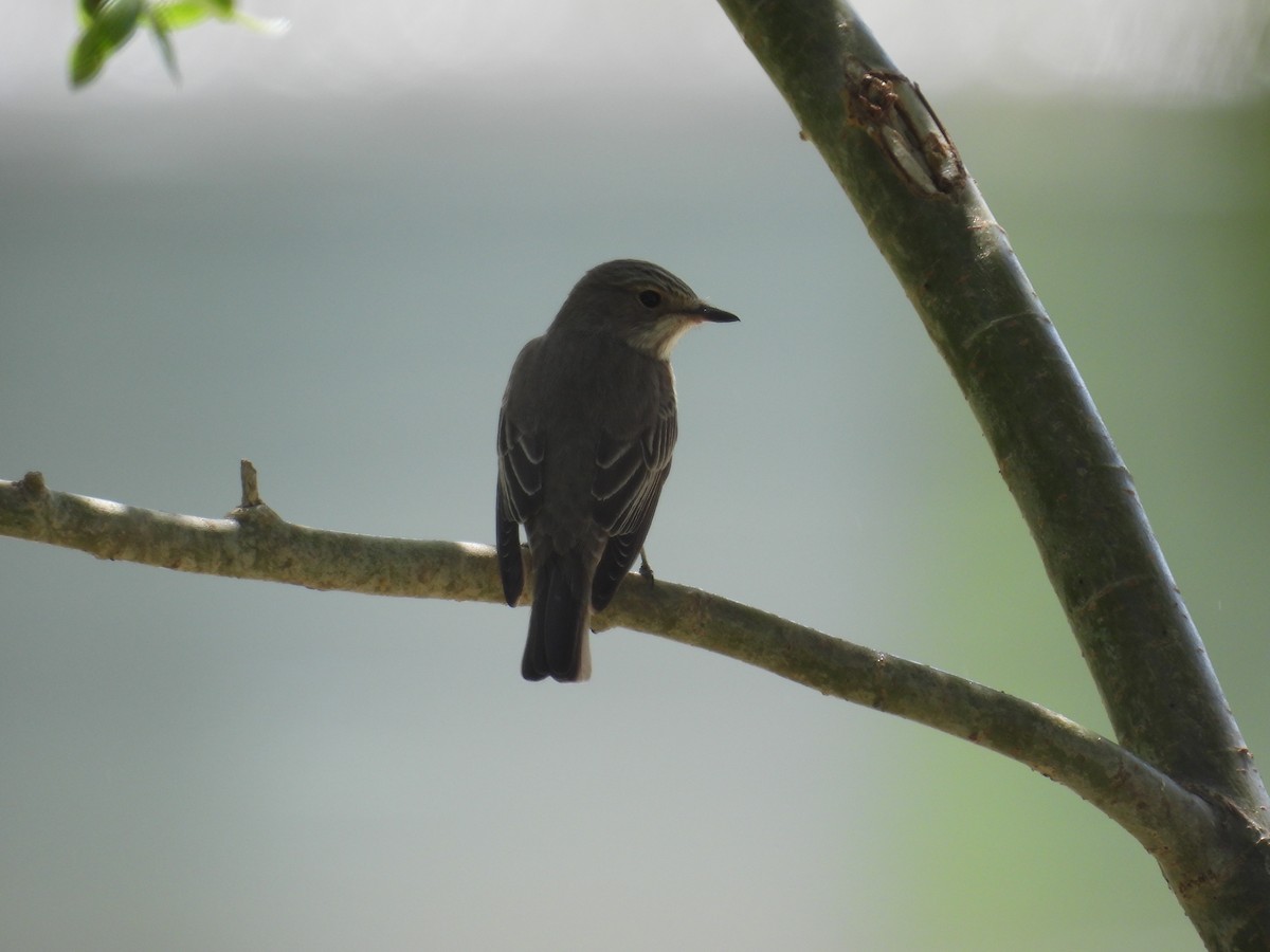 Spotted Flycatcher - ML575200451