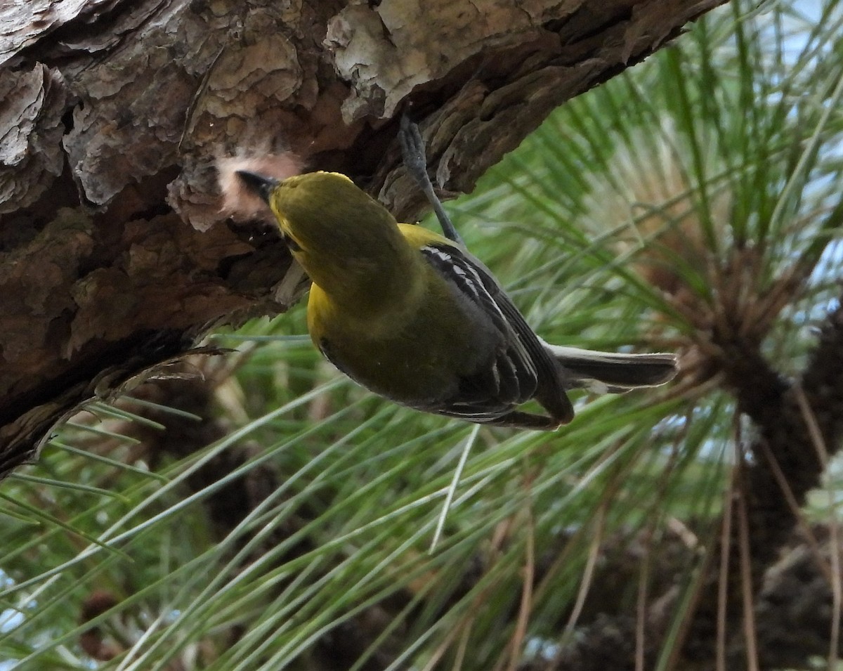 Yellow-throated Vireo - ML575200481