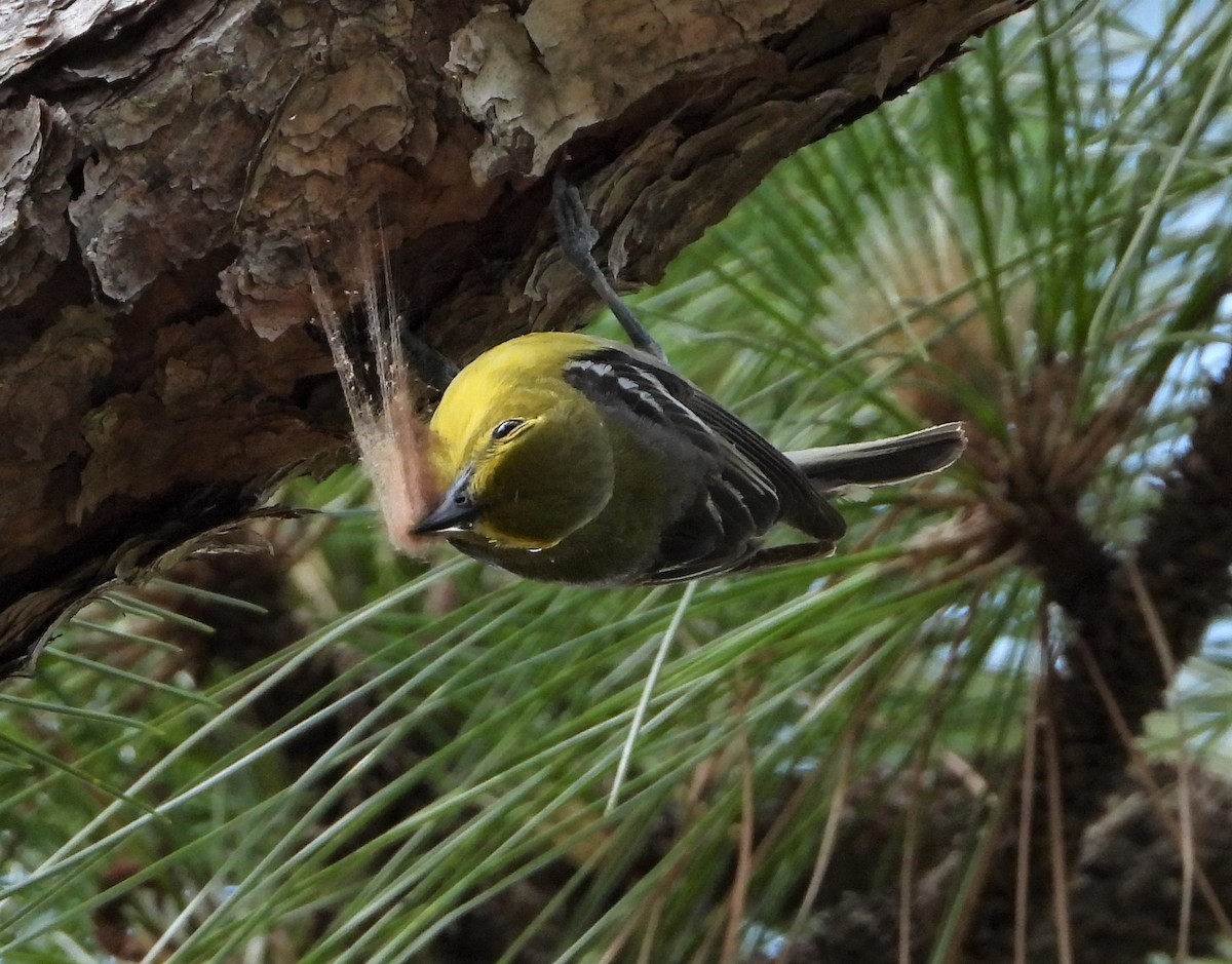 Yellow-throated Vireo - ML575200661