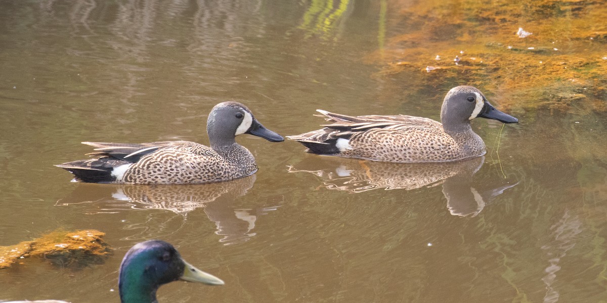 Blue-winged Teal - ML575200891