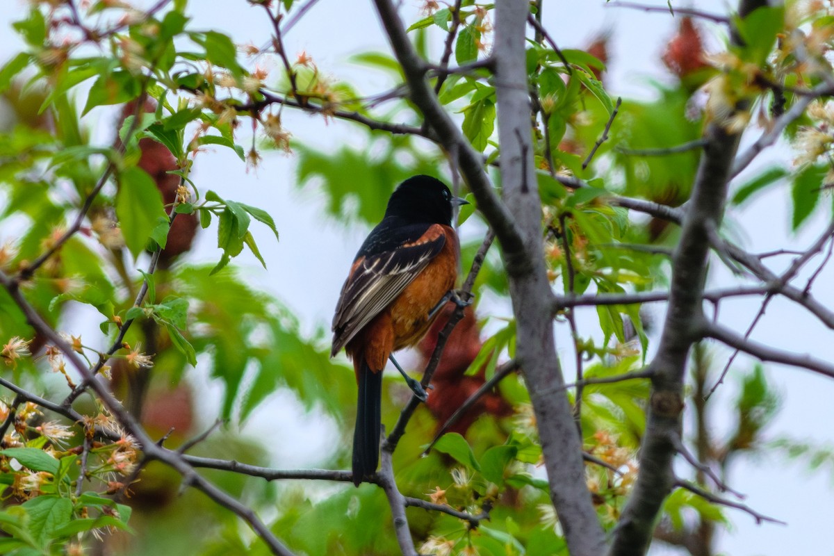 Orchard Oriole - ML575201671