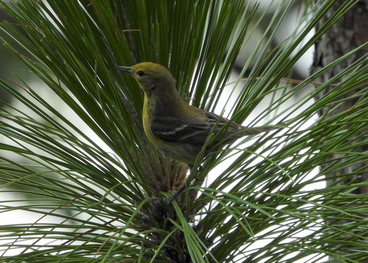 Yellow-throated Vireo - Darlene Eschete