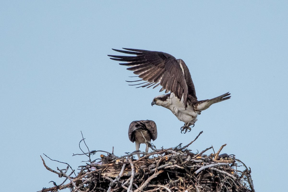 Osprey - ML575203011