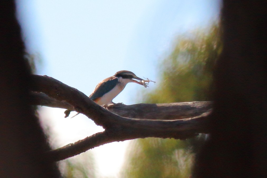 Red-backed Kingfisher - ML575203031