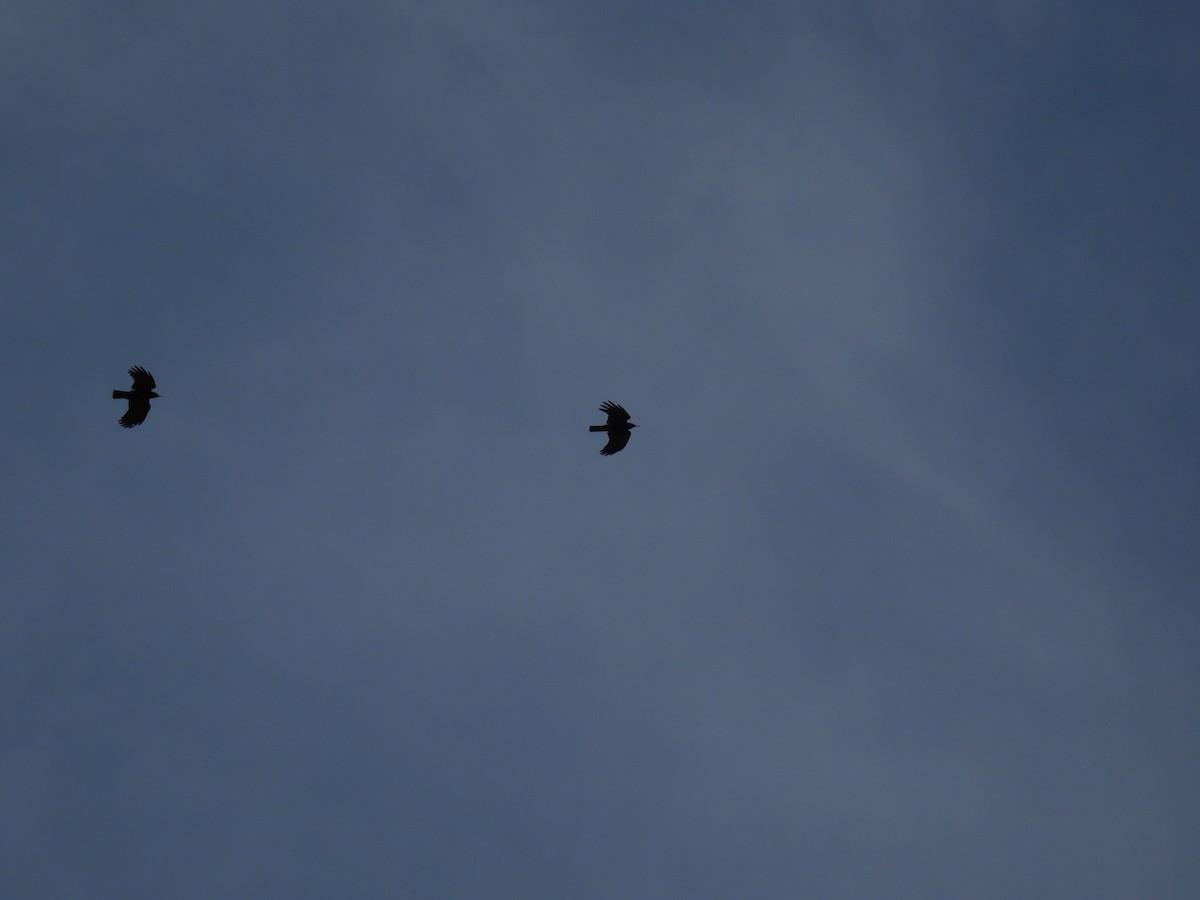 Red-billed Chough - ML575205431