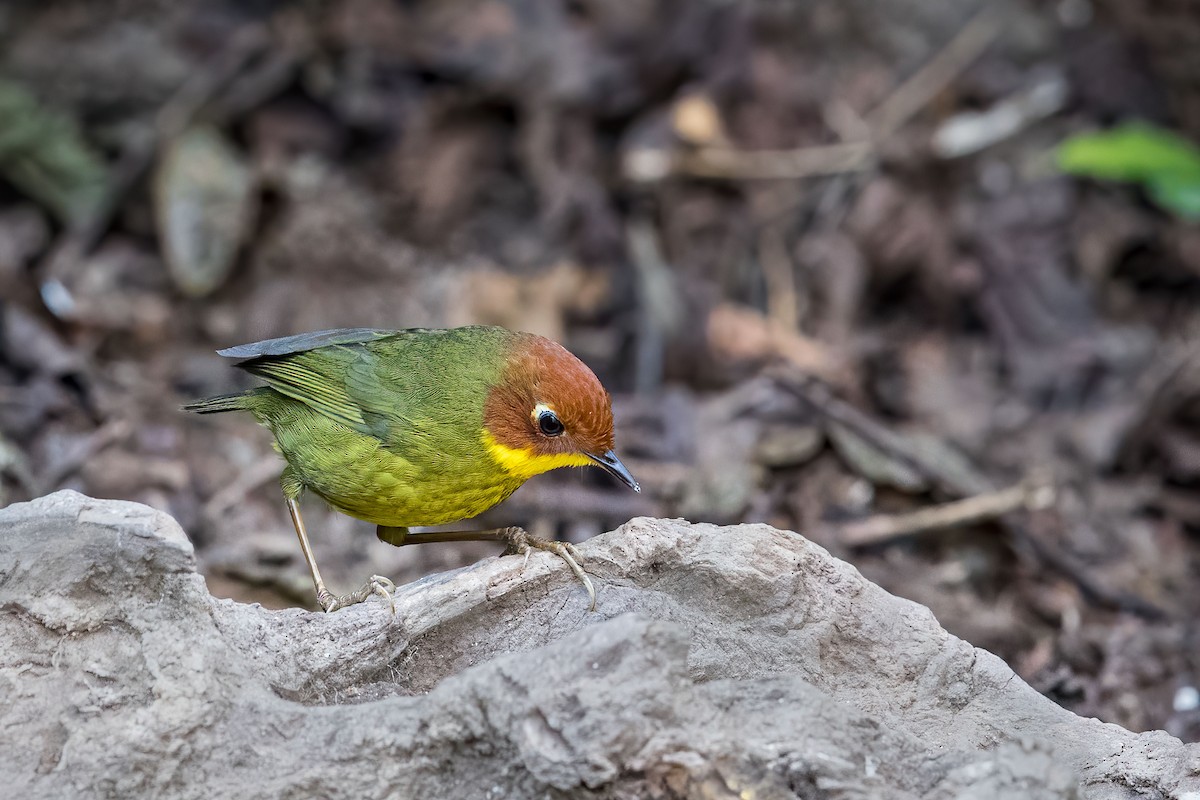 Chestnut-headed Tesia - ML575206501