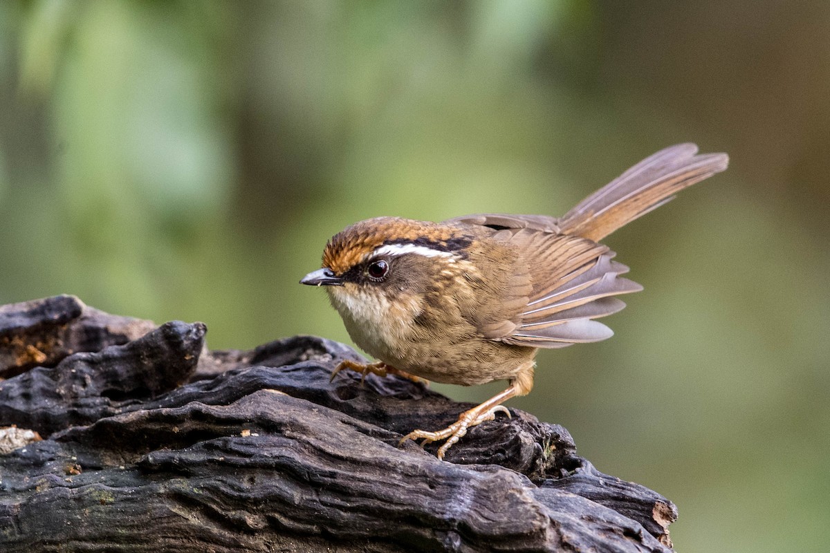 Rusty-capped Fulvetta - ML575206551