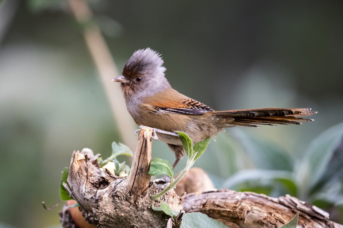 Rusty-fronted Barwing - ML575206711