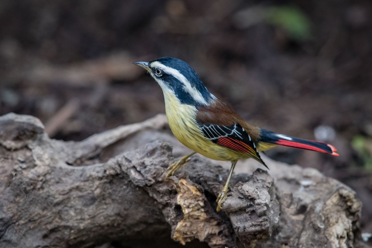 Red-tailed Minla - ML575206831