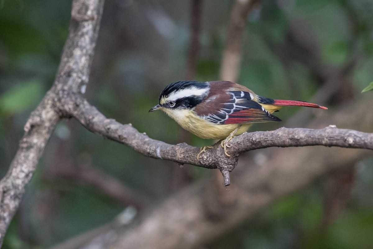 Red-tailed Minla - ML575206841