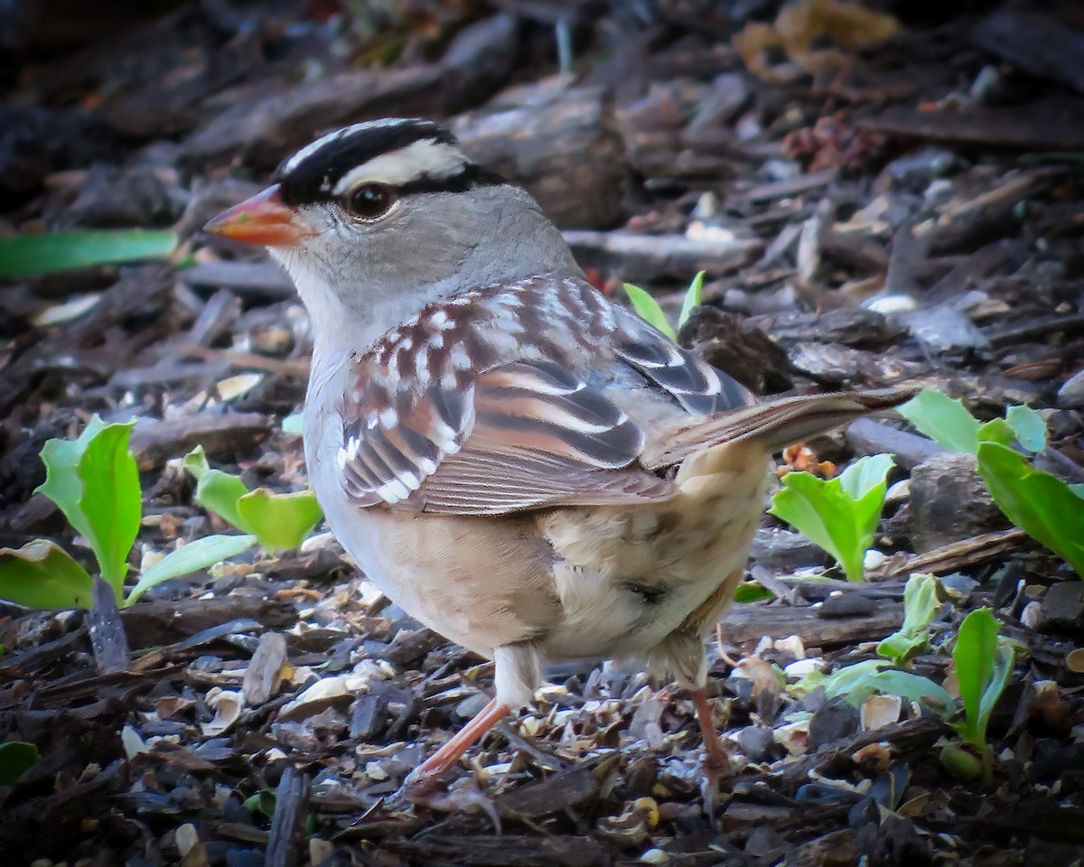White-crowned Sparrow - ML575207351