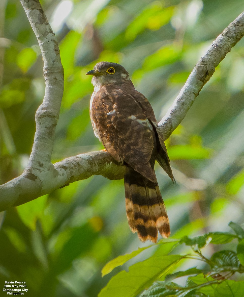 Philippine Hawk-Cuckoo - Kevin Pearce