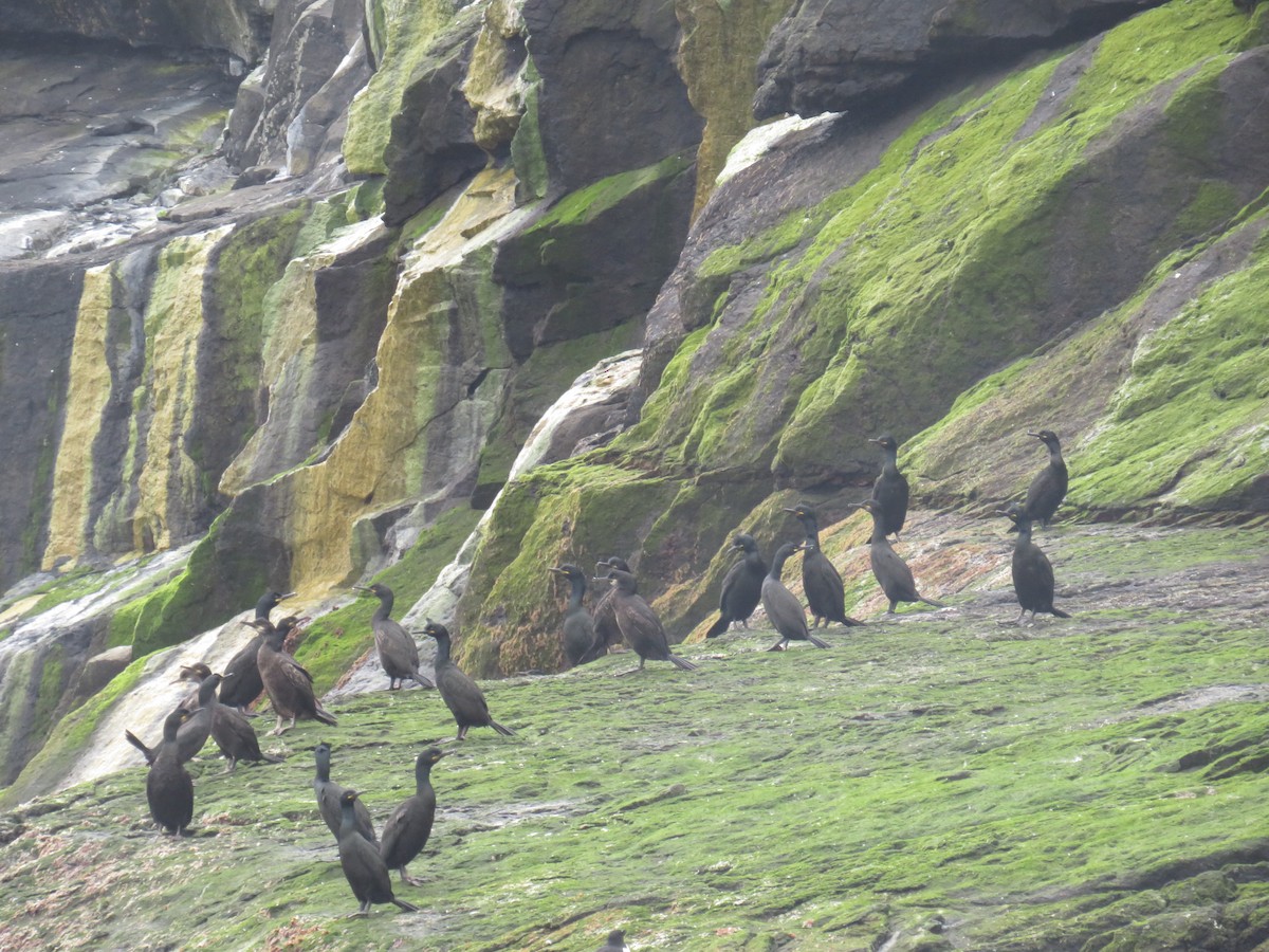 European Shag - Sally Bergquist