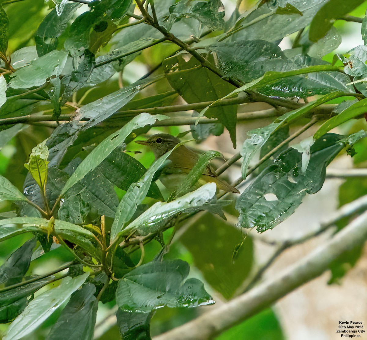 Philippine Leaf Warbler - ML575208351