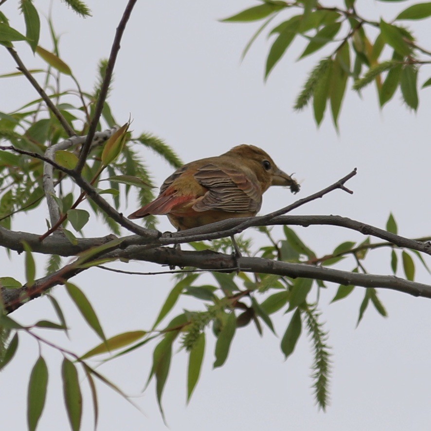 Summer Tanager - ML575208491