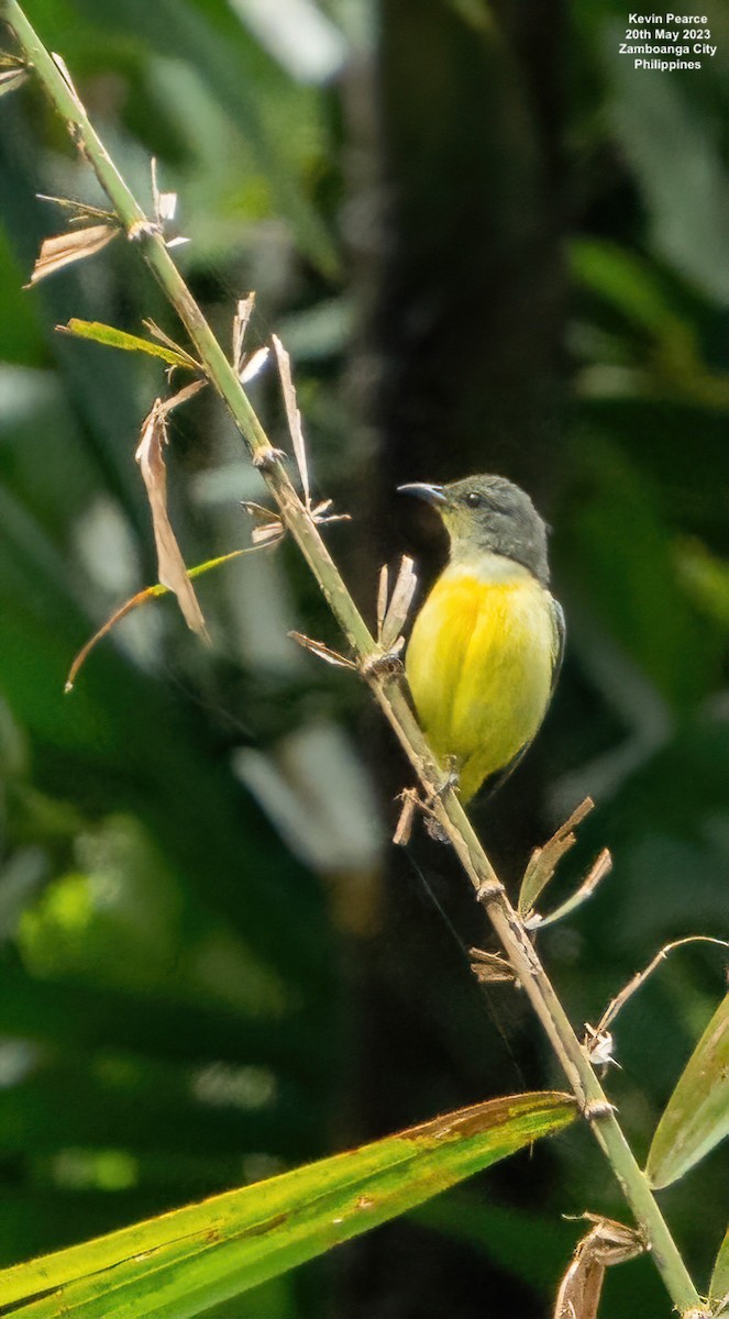 Orange-bellied Flowerpecker - Kevin Pearce