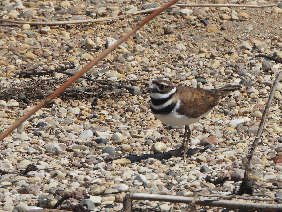 Killdeer - ML575209081