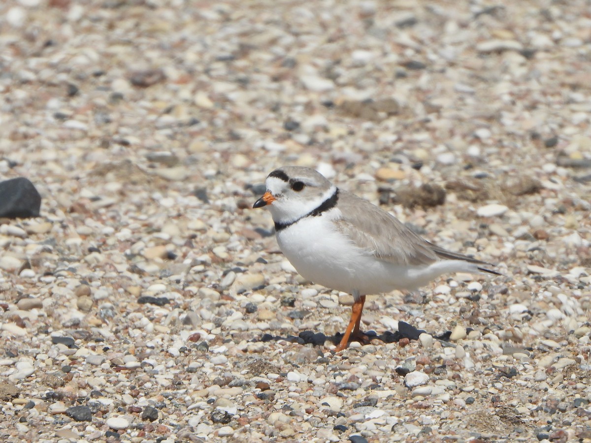 Piping Plover - Tate Putman