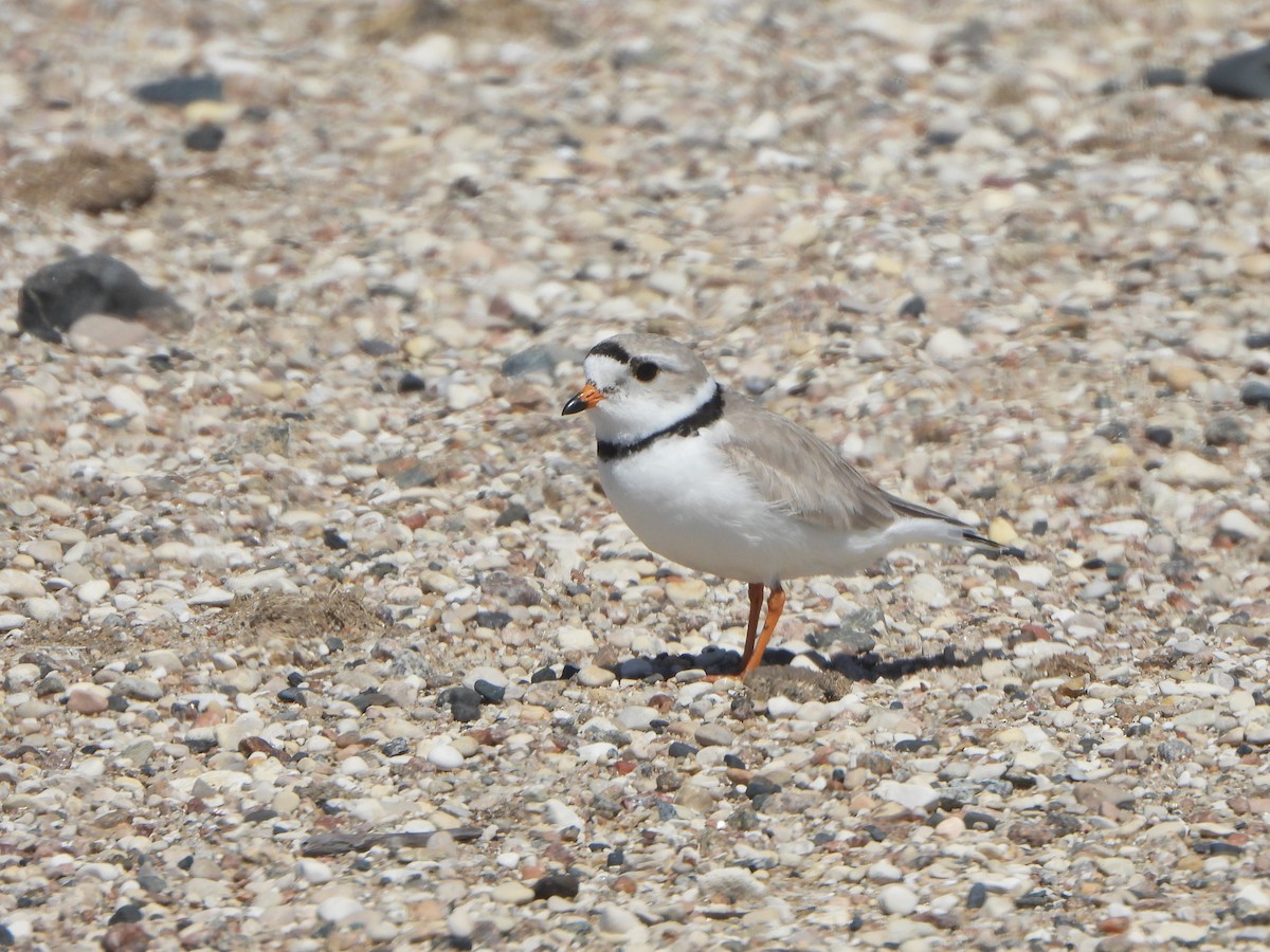 Piping Plover - Tate Putman