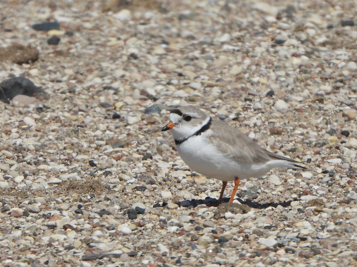 Piping Plover - Tate Putman