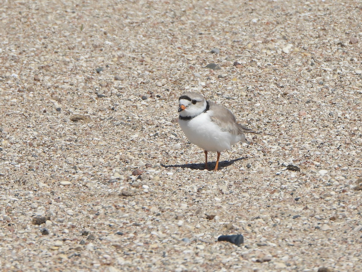 Piping Plover - ML575209151