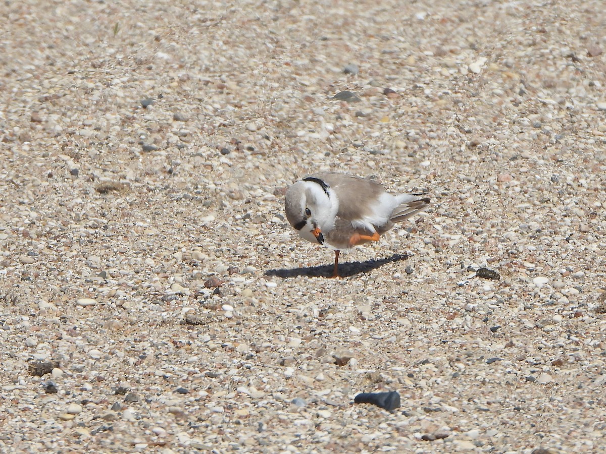 Piping Plover - ML575209161