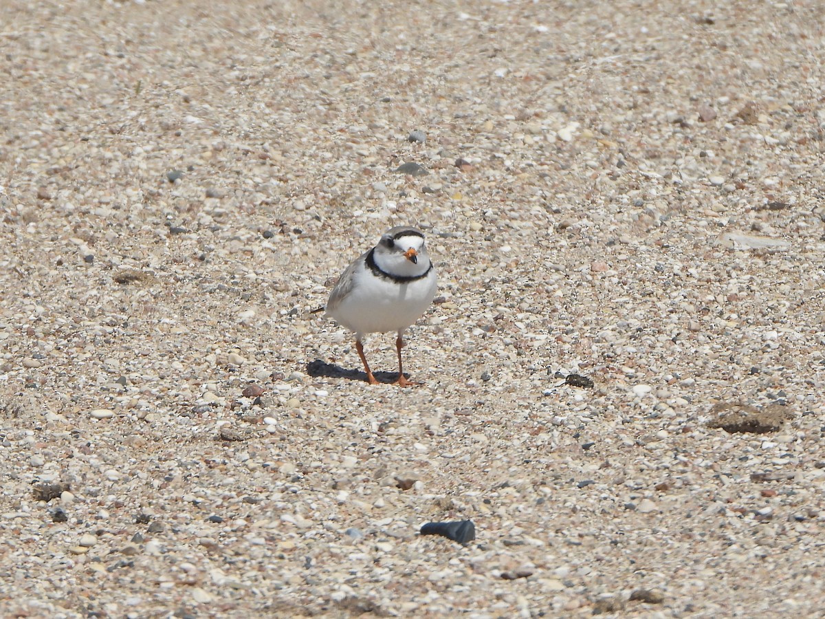 Piping Plover - ML575209171