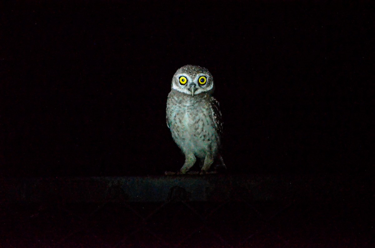 Spotted Owlet - ML575209701