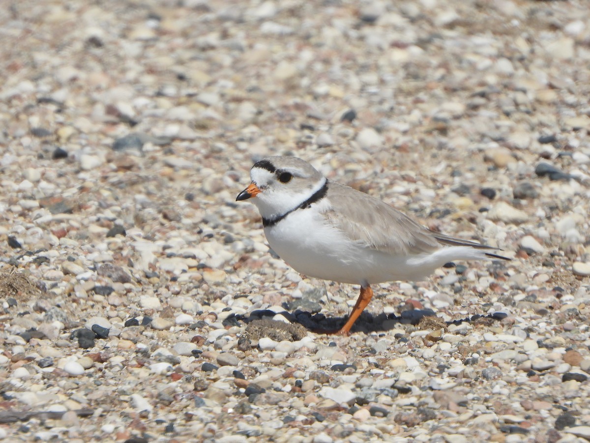 Piping Plover - Tate Putman