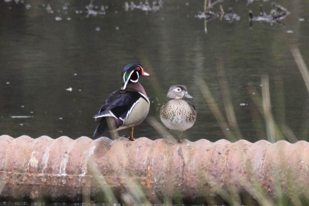 Wood Duck - ML575210961