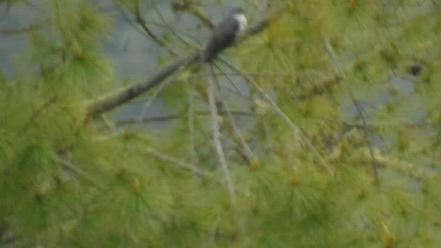 Himalayan Cuckoo - ML575211461
