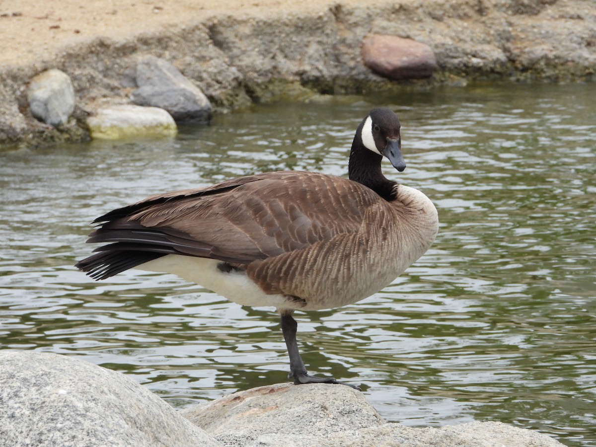 Canada Goose - ML575211791