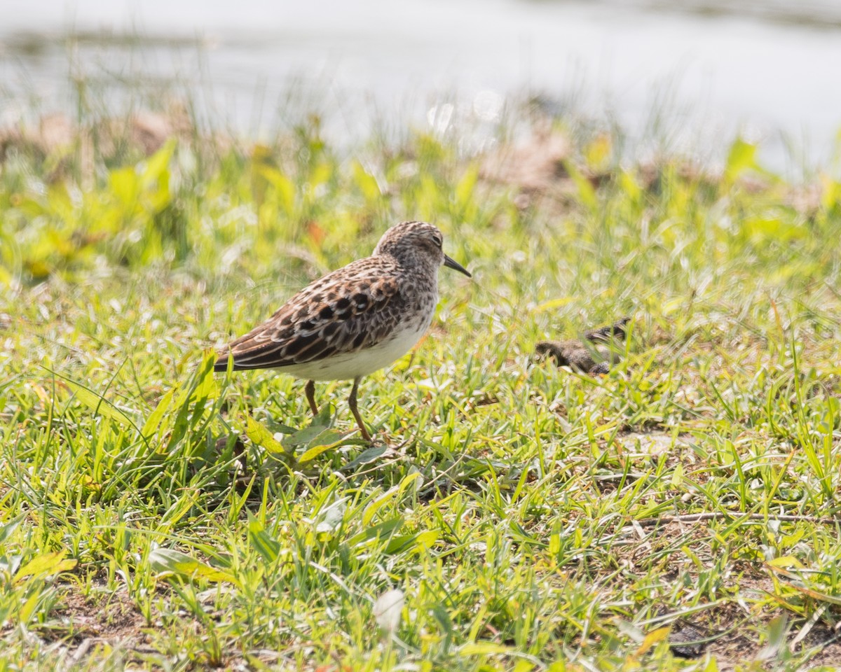 Least Sandpiper - ML57521241