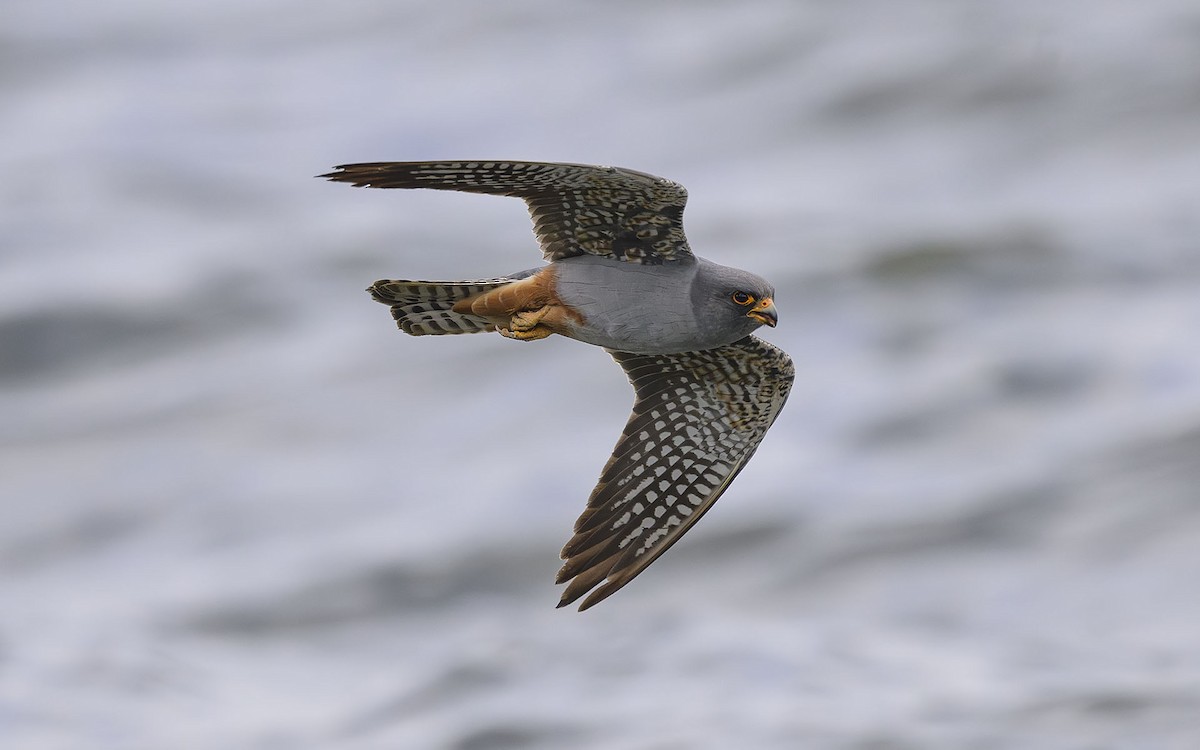 Red-footed Falcon - ML575212431