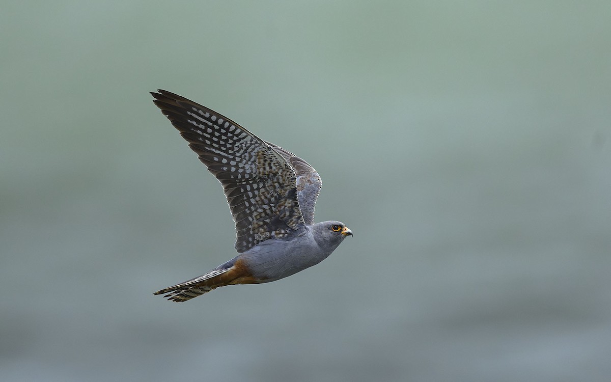 Red-footed Falcon - ML575212451