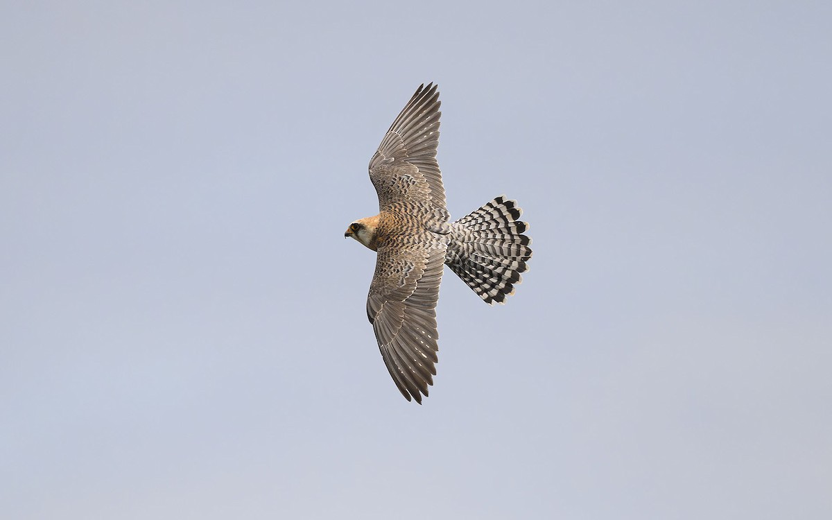 Red-footed Falcon - ML575212461