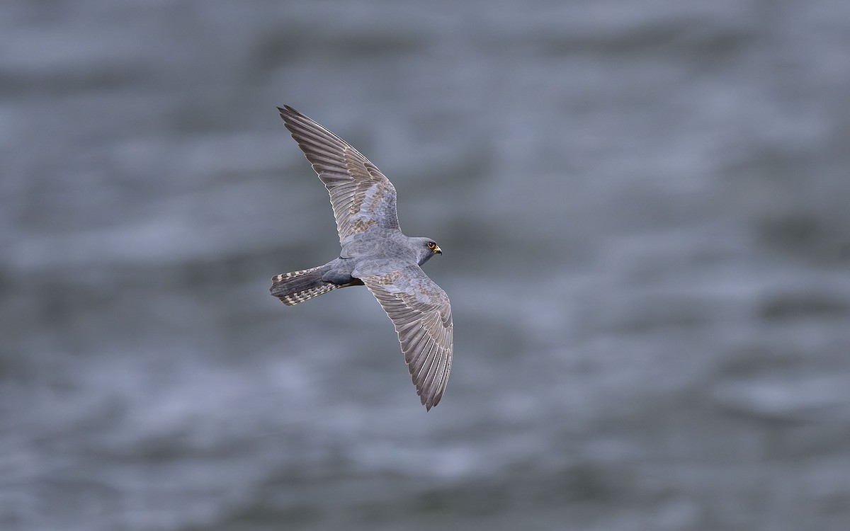 Red-footed Falcon - ML575212471