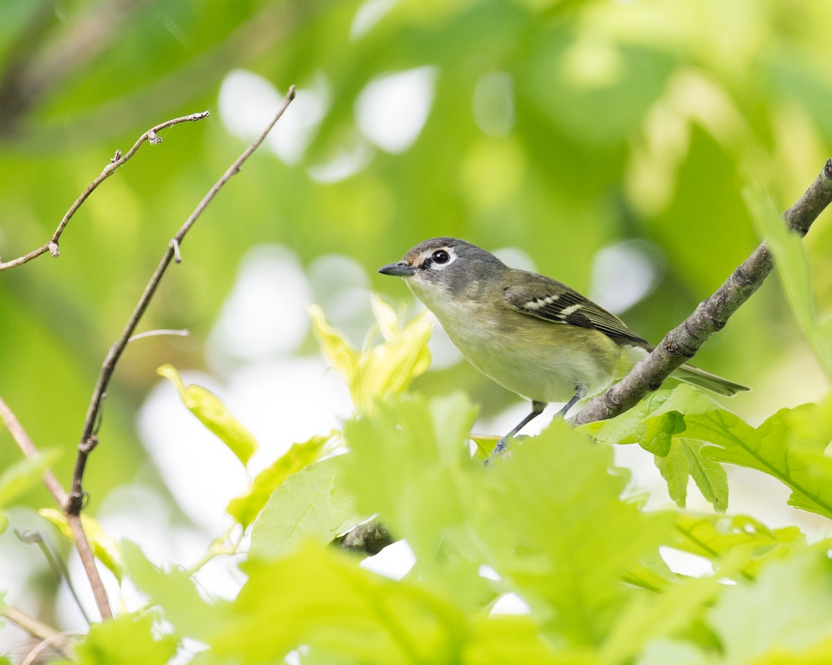 Mavi Başlı Vireo - ML57521271