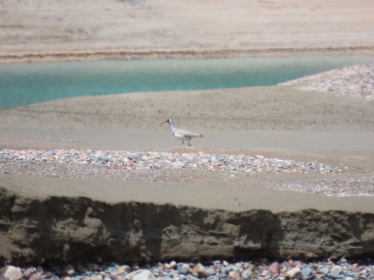 Bec-d'ibis tibétain - ML575212771