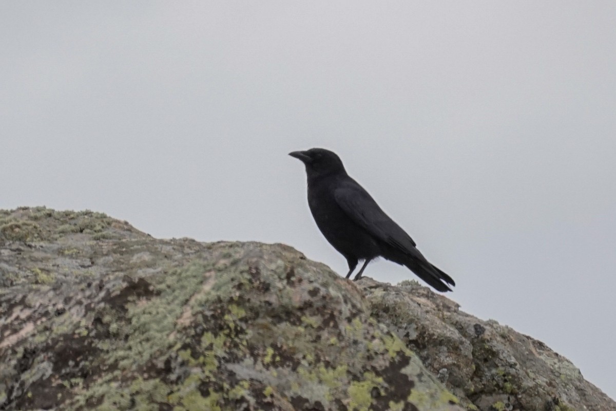 svartkråke - ML575213001