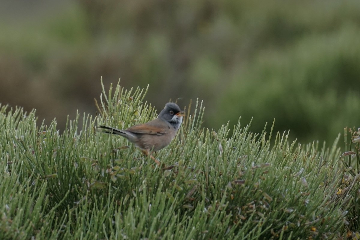 Spectacled Warbler - ML575213171