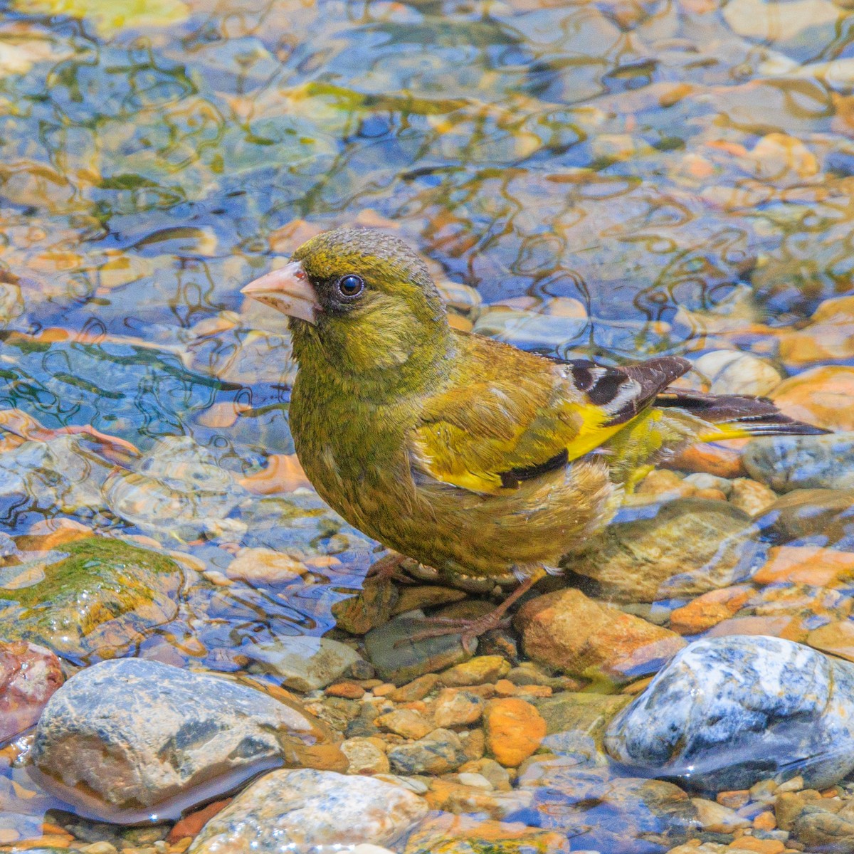 Oriental Greenfinch - ML575213451