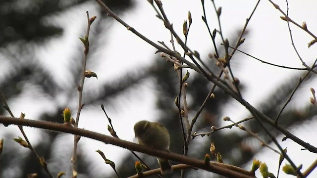 Mosquitero Picudo - ML575214131